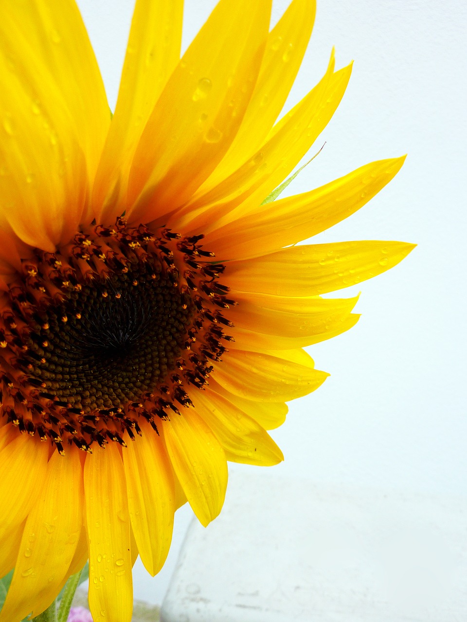 sun flower summer yellow free photo