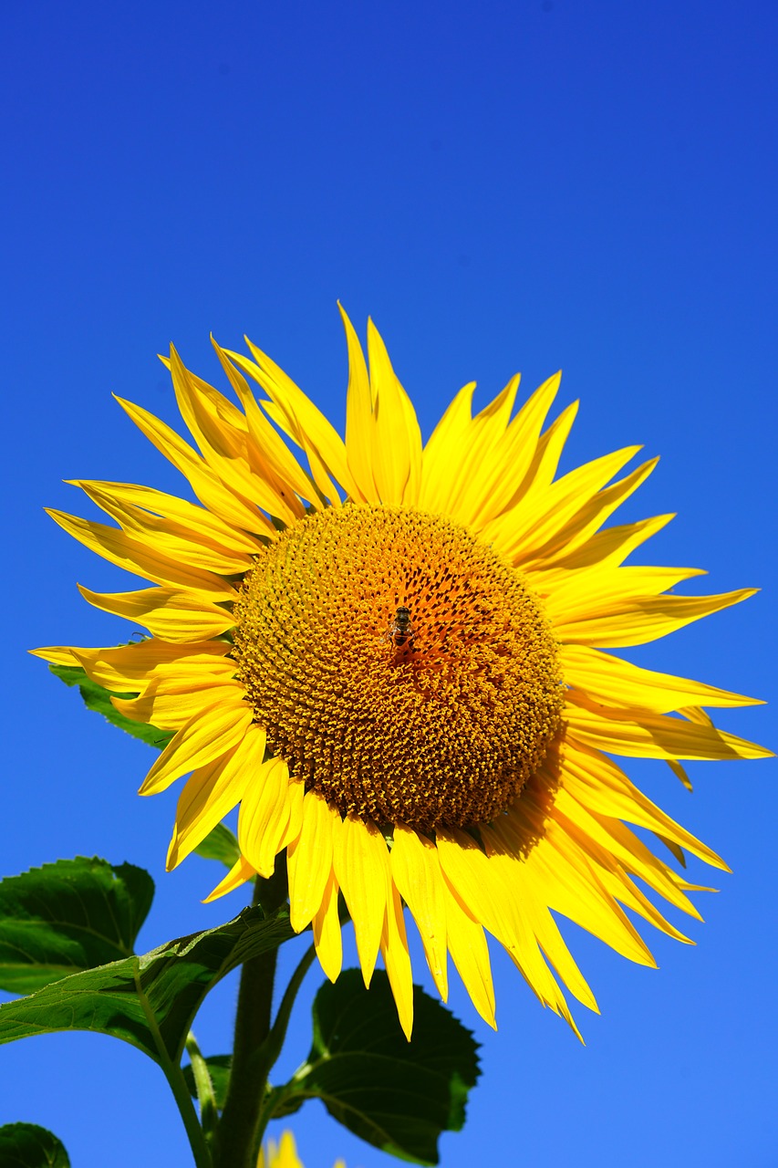 sun flower blossom bloom free photo