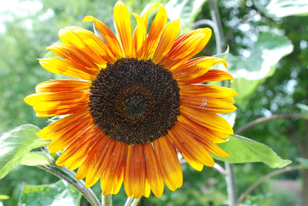 sun flower summer blossom free photo