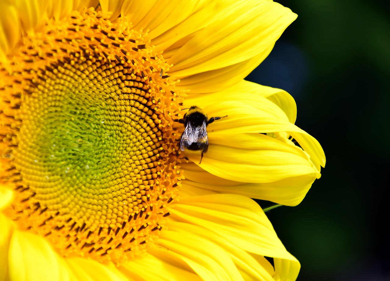 sun flower hummel blossom free photo