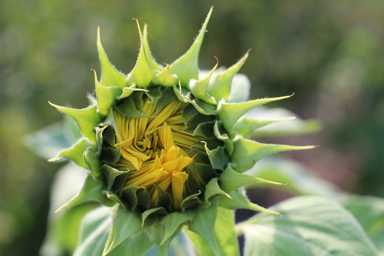 sun flower yellow plant free photo