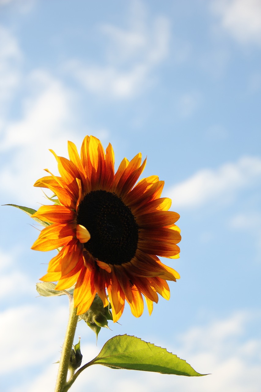 sun flower sky summer free photo