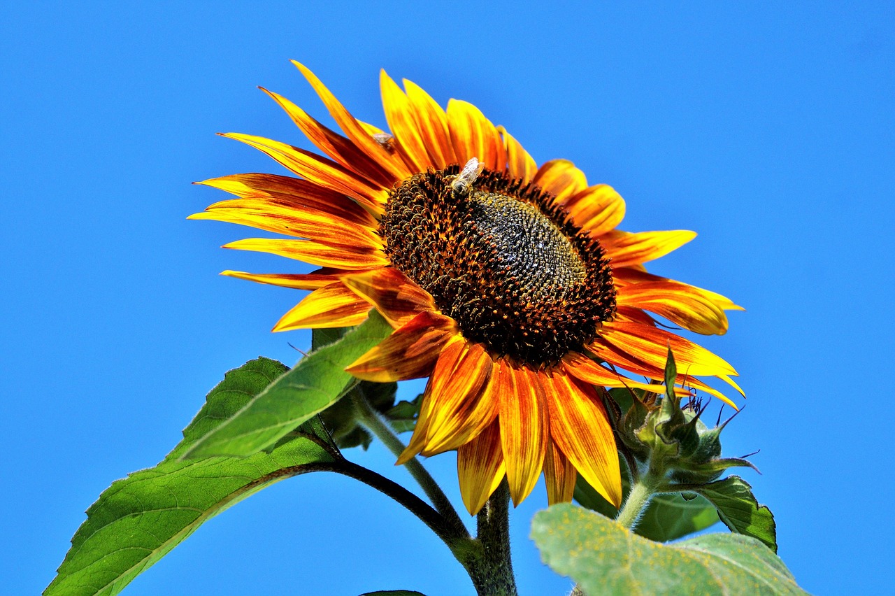 sun flower flower yellow flower free photo