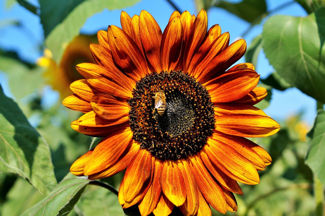 sun flower flower yellow flower free photo