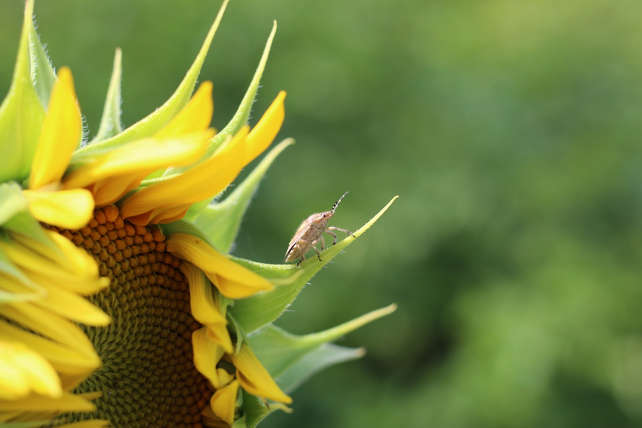 sun flower beetle yellow free photo