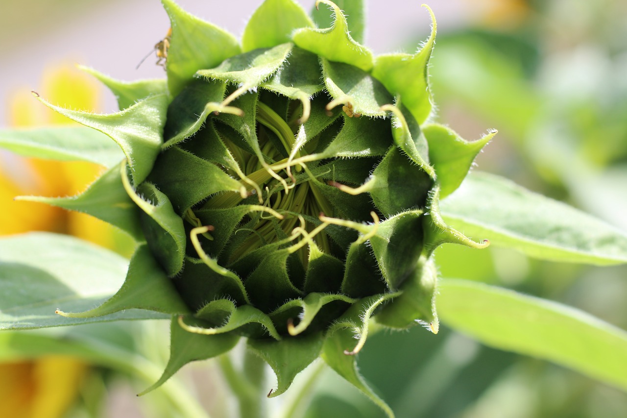 sun flower closed closed flower free photo