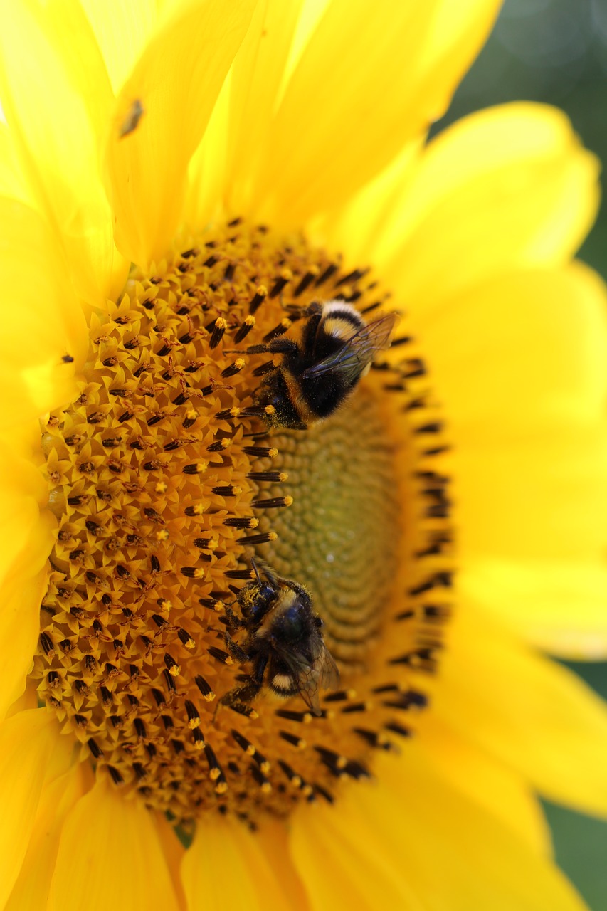 sun flower bumblebees plant free photo