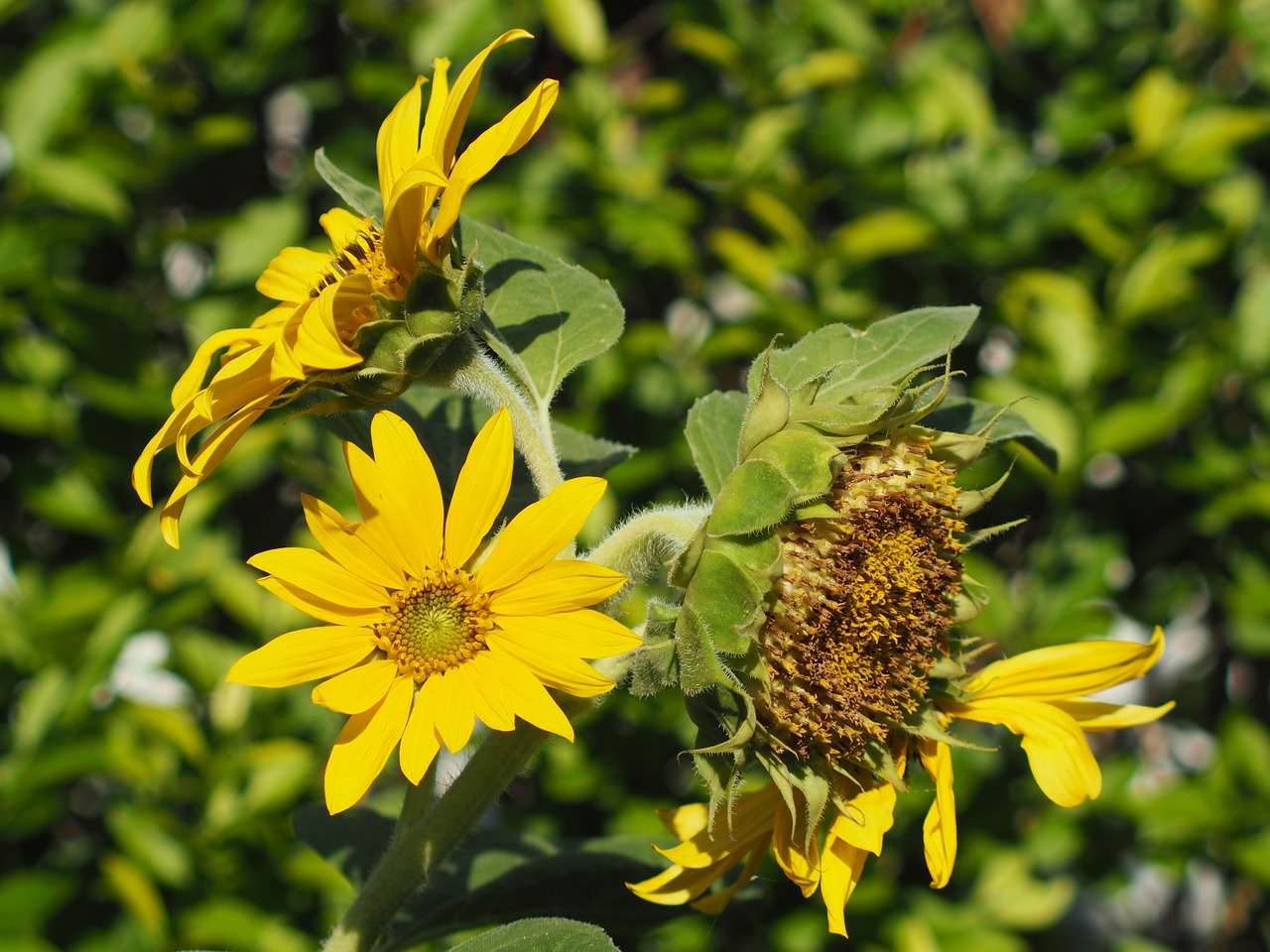 sun flower garden summer free photo