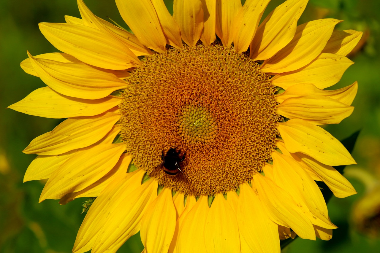 sun flower field nature free photo