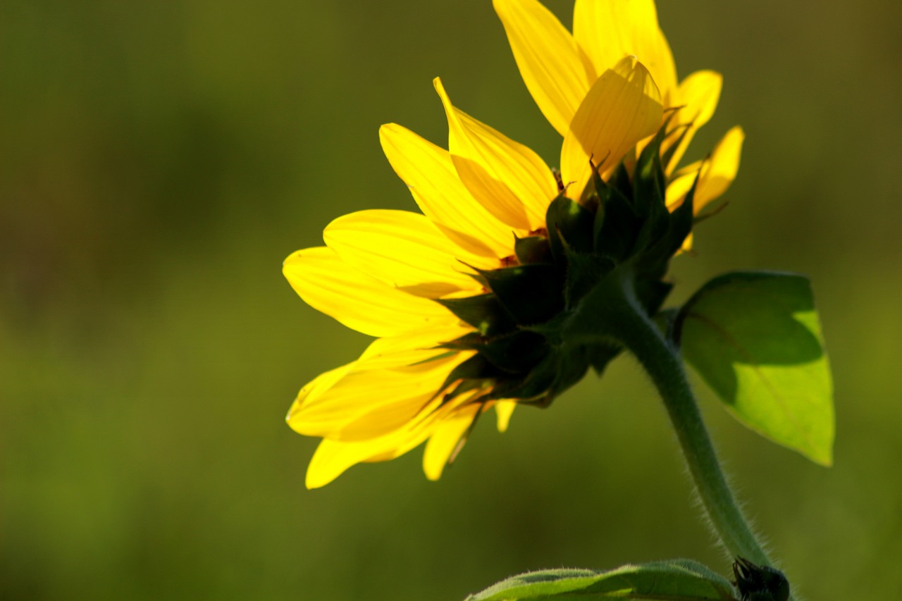 sun flower rear view nature free photo