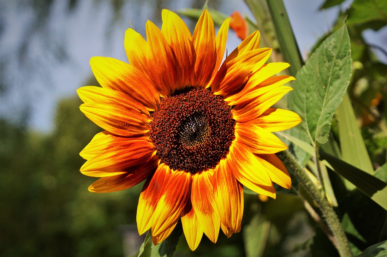 sun flower flower yellow flower free photo