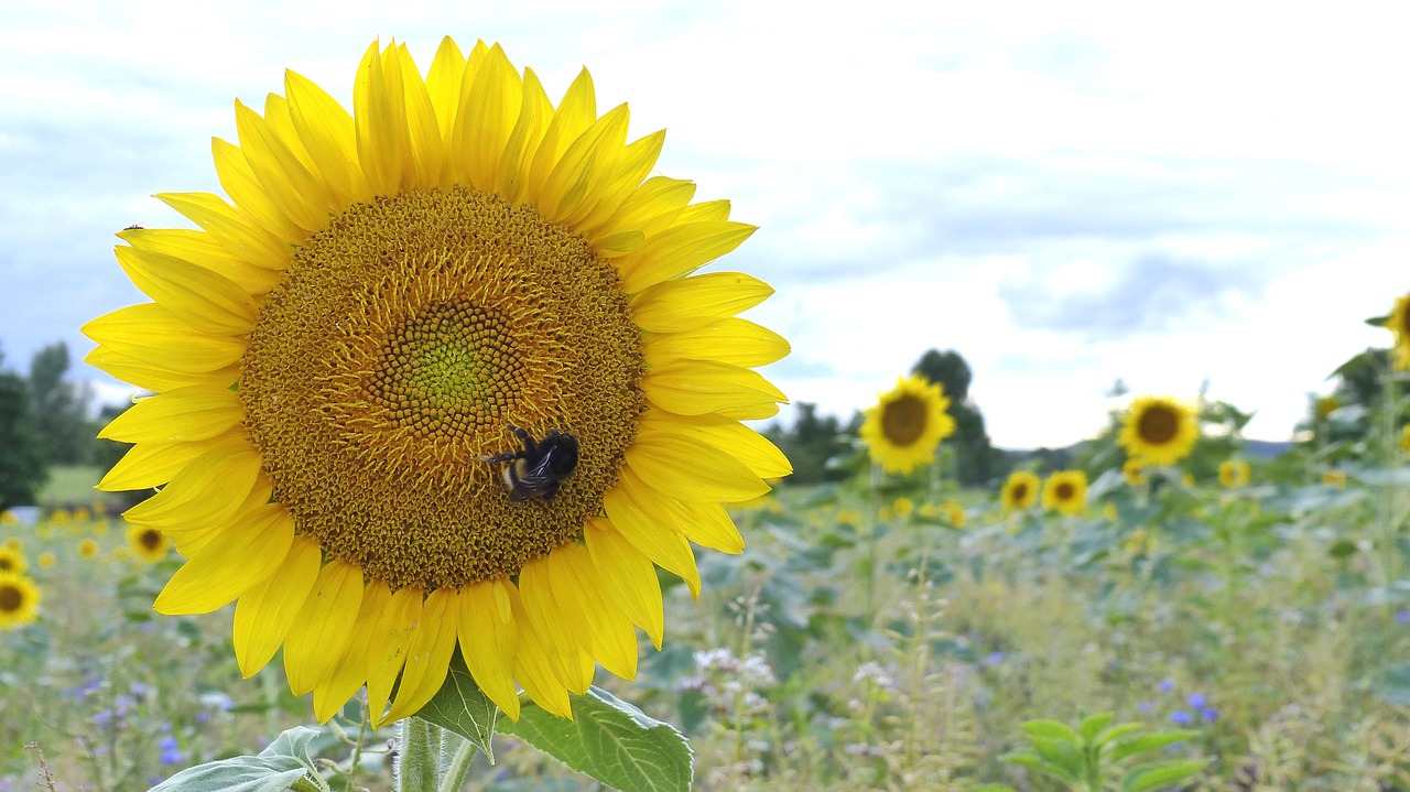 sun flower hummel blossom free photo