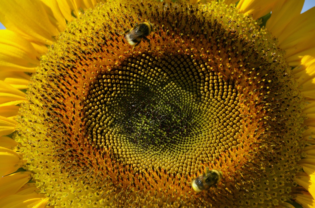 sun flower summer plant free photo