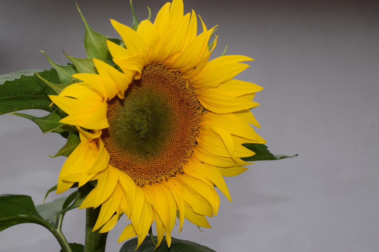 sun flower flowers blossom free photo