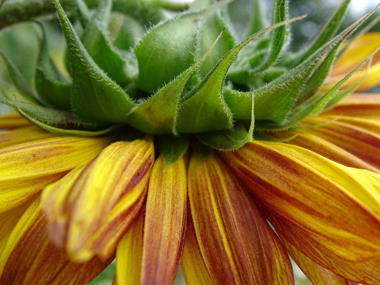 sun flower dark sun flower sunflower free photo