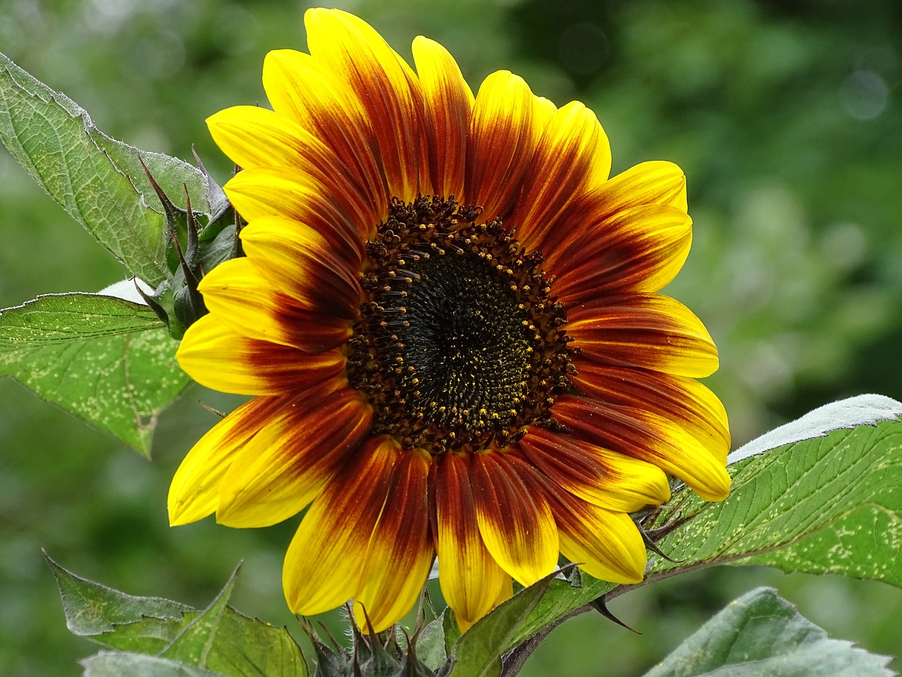 sun flower sunflower dark sun flower free photo