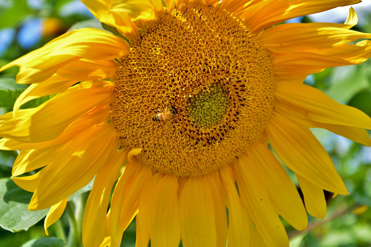 sun flower bee plant free photo