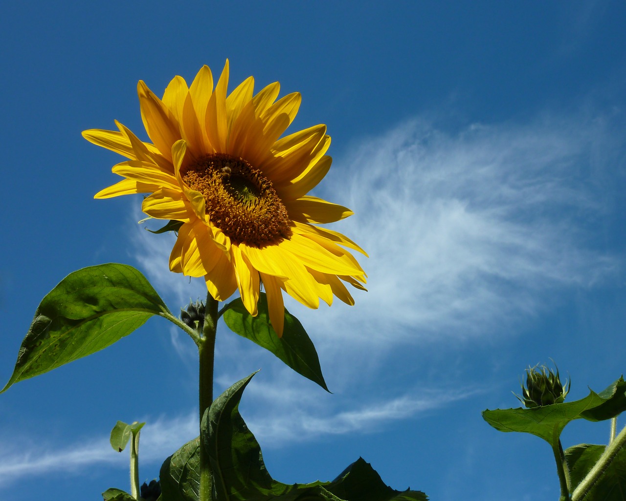 sun flower summer yellow free photo