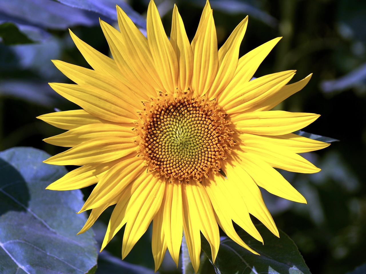 sun flower flower yellow free photo