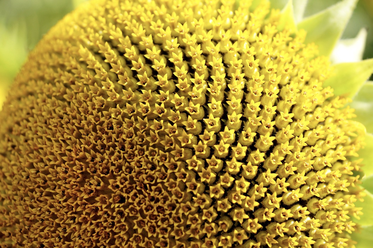 sun flower pollen blossom free photo
