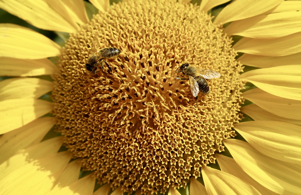 sun flower bees yellow free photo