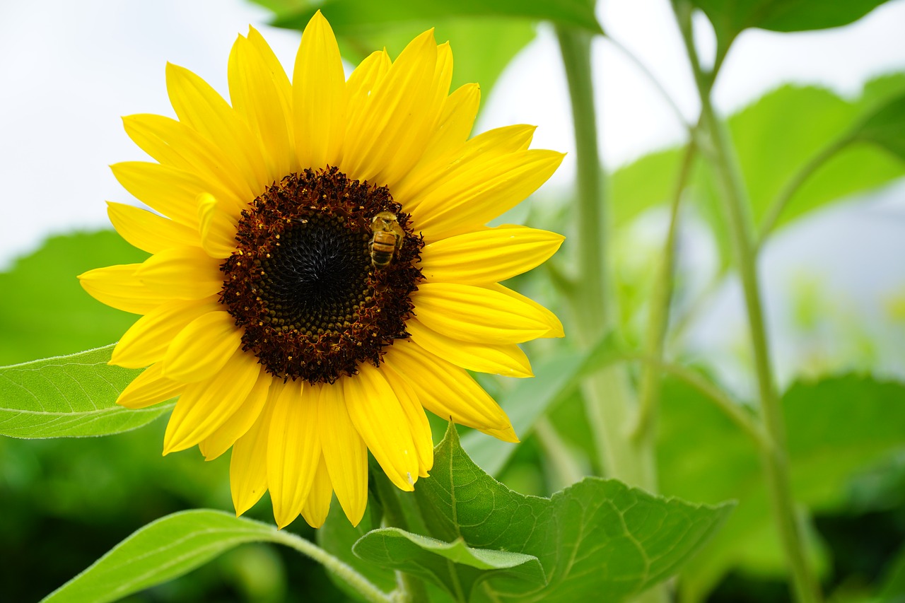 sun flower plant summer free photo