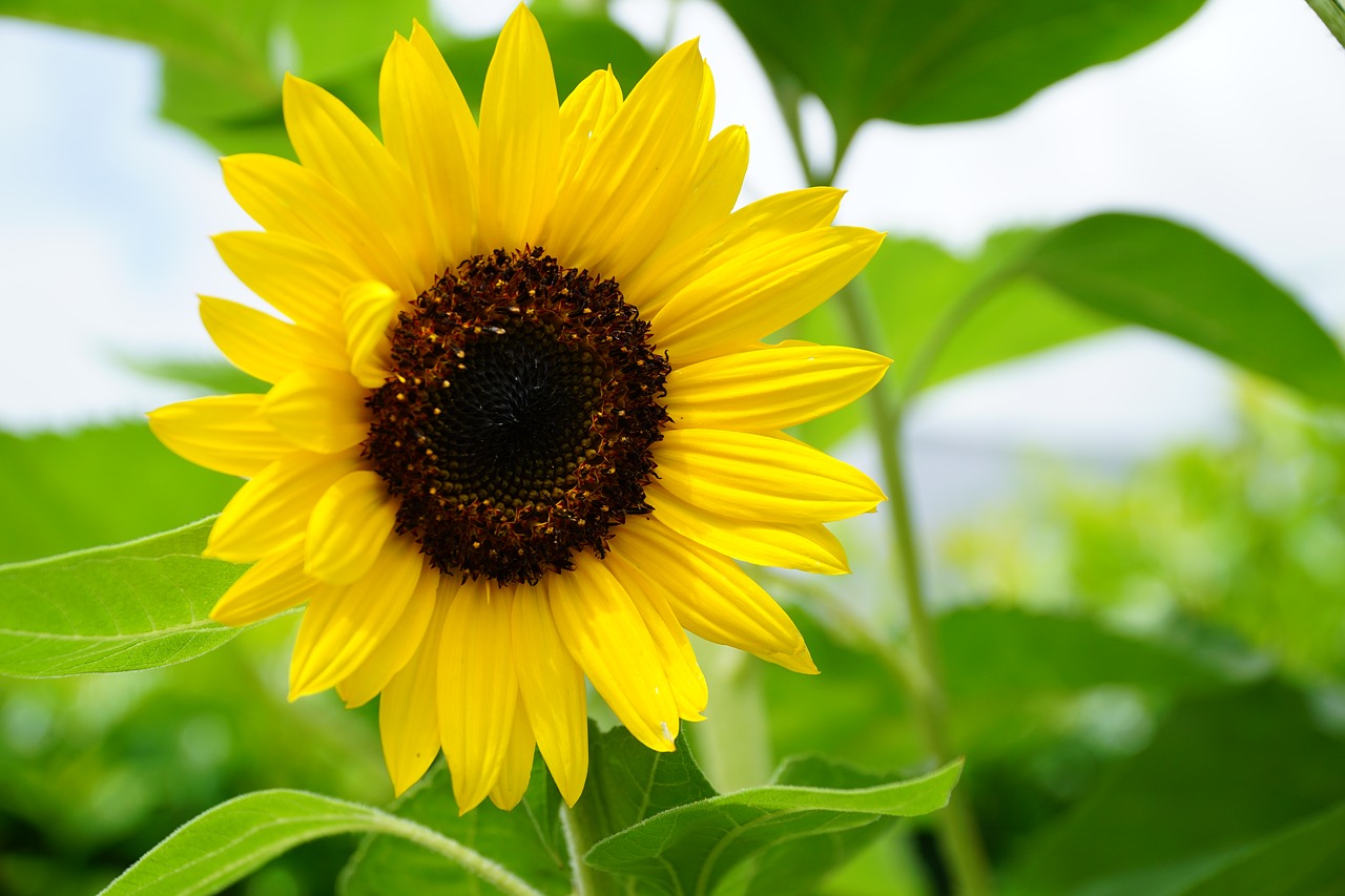 sun flower nature summer free photo