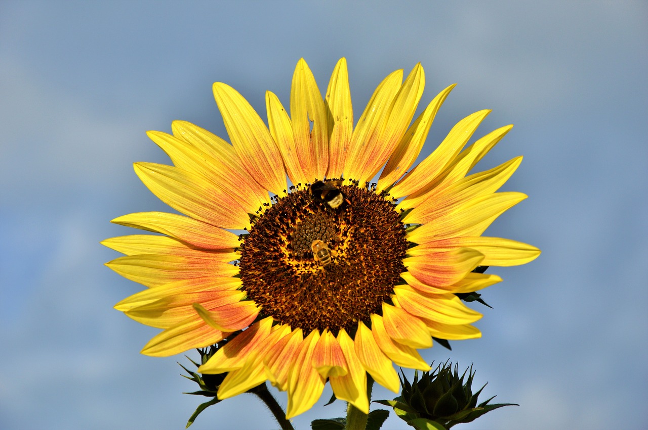 sun flower hummel plant free photo