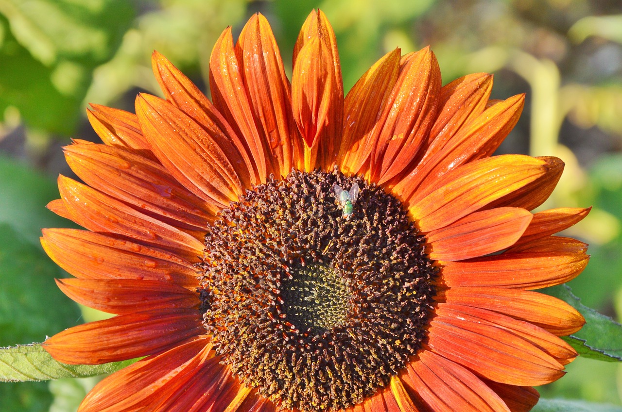 sun flower fly plant free photo
