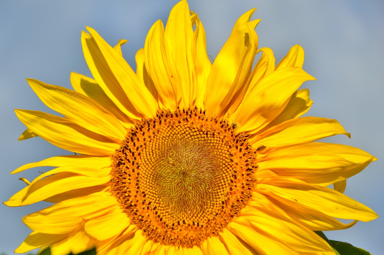 sun flower bee plant free photo
