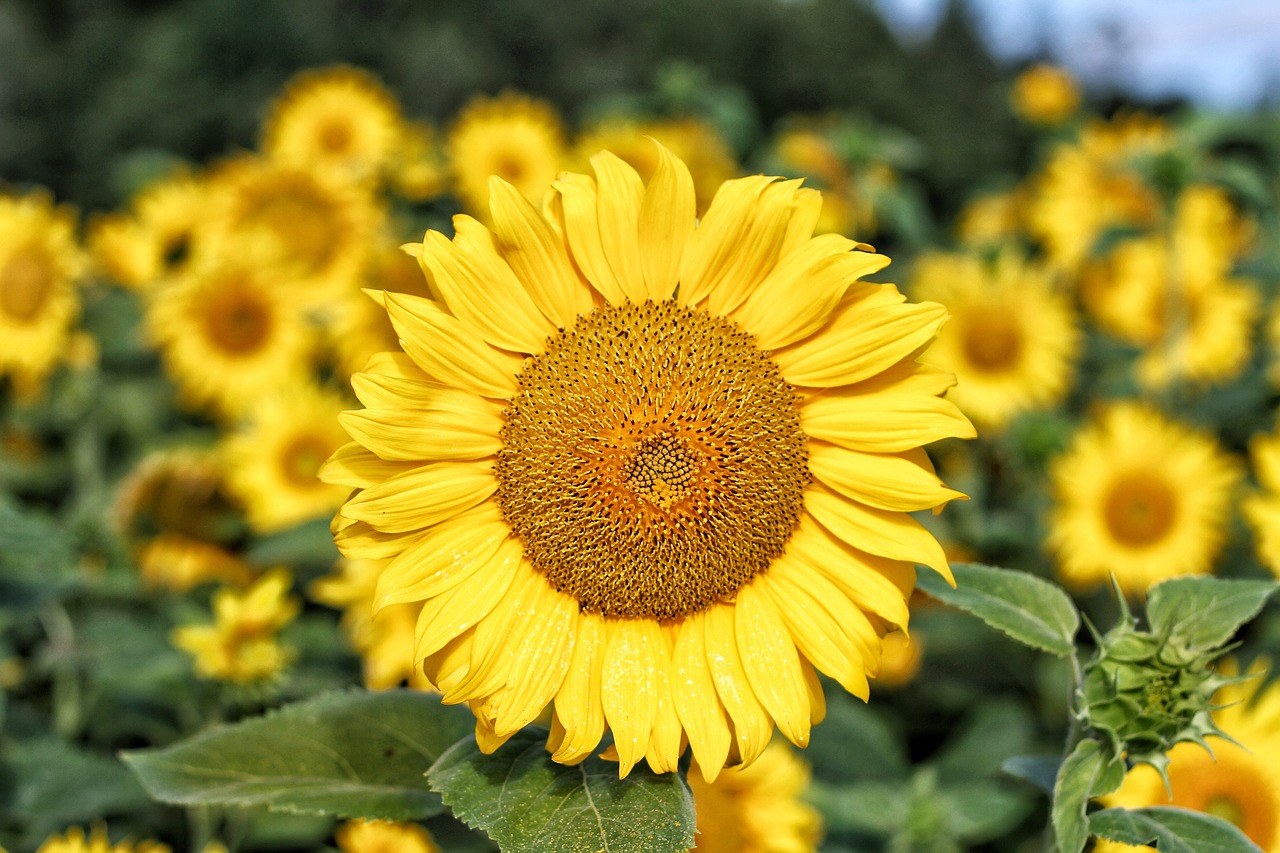 sun flower yellow green free photo