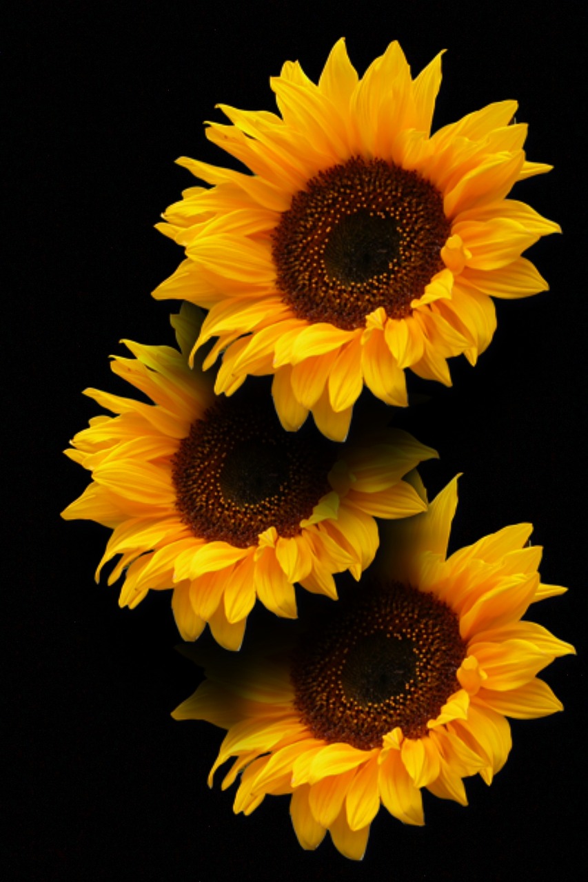 sun flower blossom bloom free photo