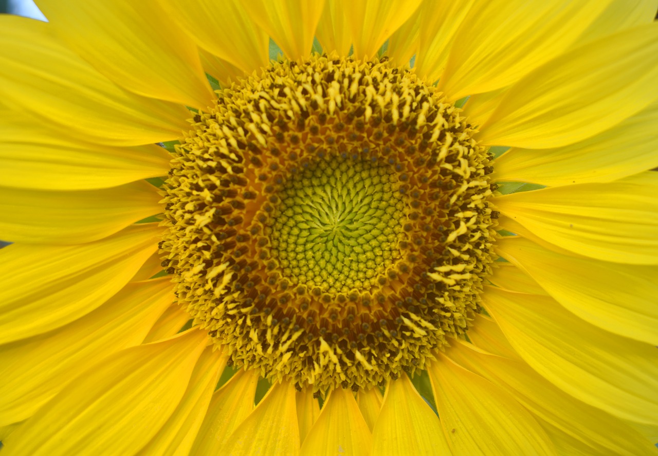 sun flower flower yellow free photo