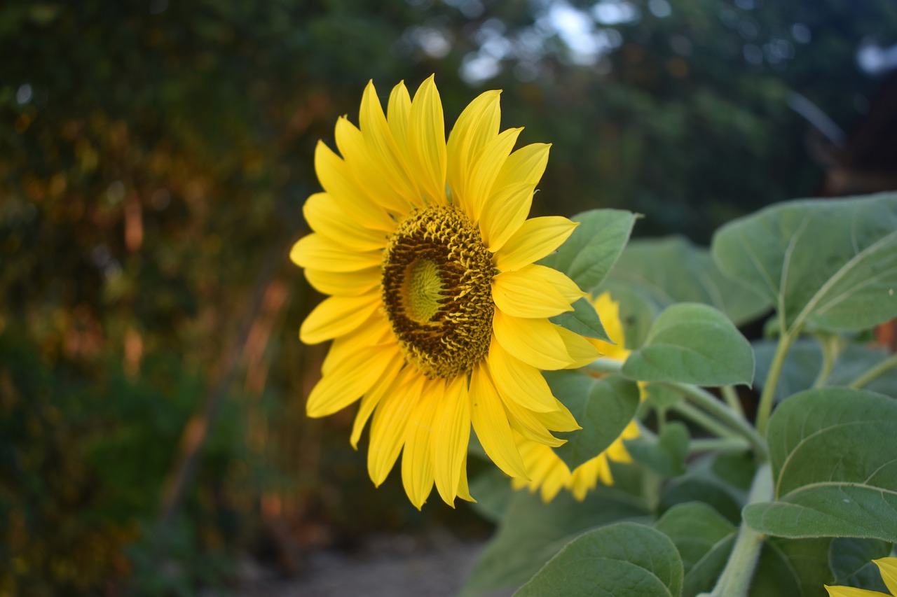 sun flower flower yellow free photo