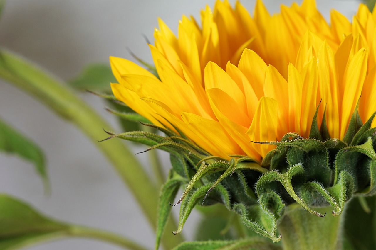 sun flower flower blossom free photo