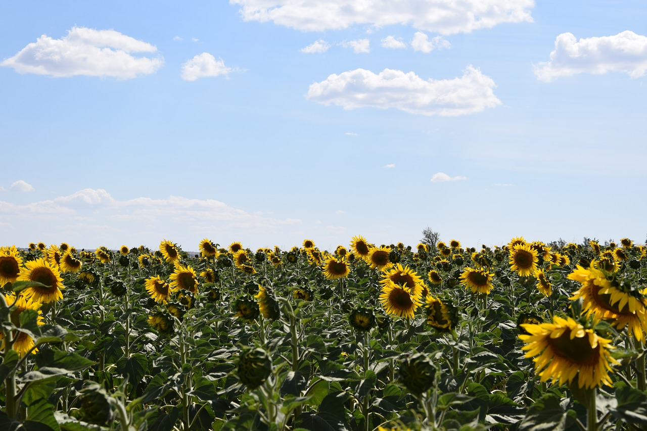 sun flower sunflower field sky free photo