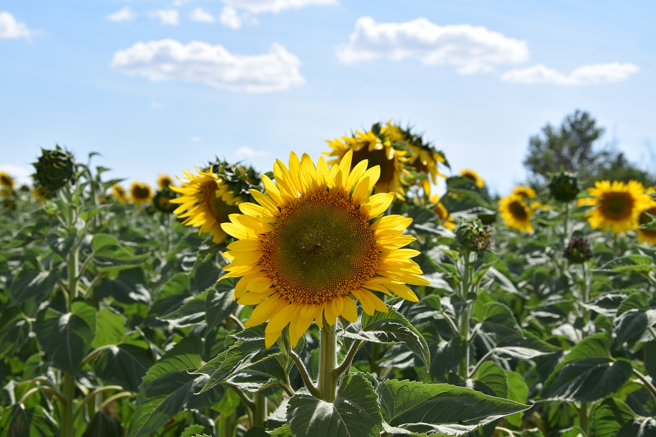 sun flower sunflower field sky free photo