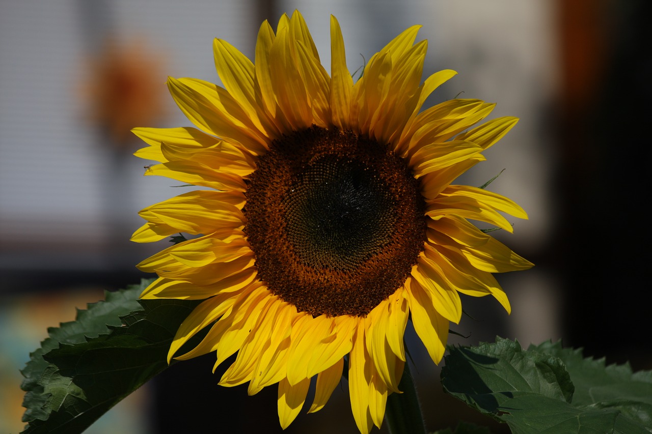 sun flower flower garden free photo