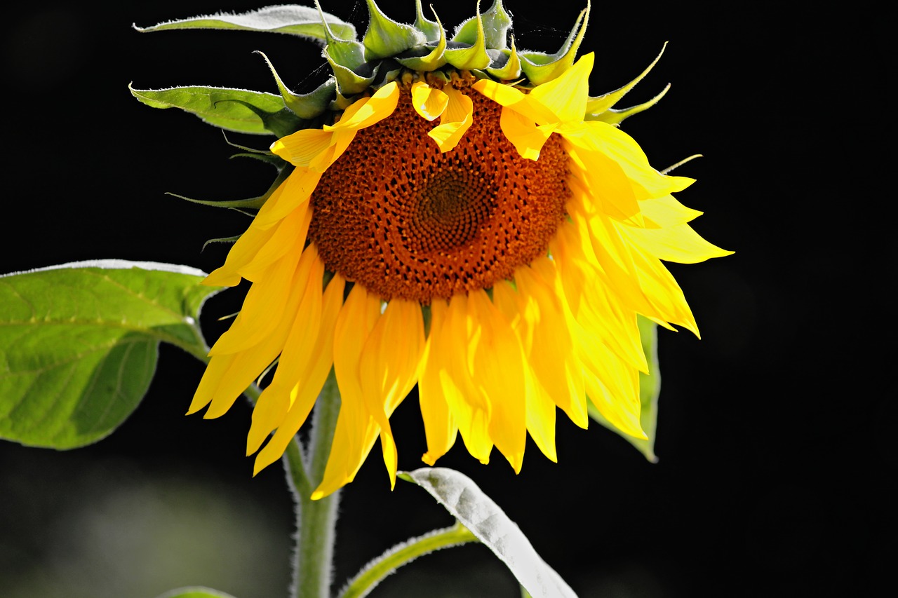 sun flower blossom bloom free photo