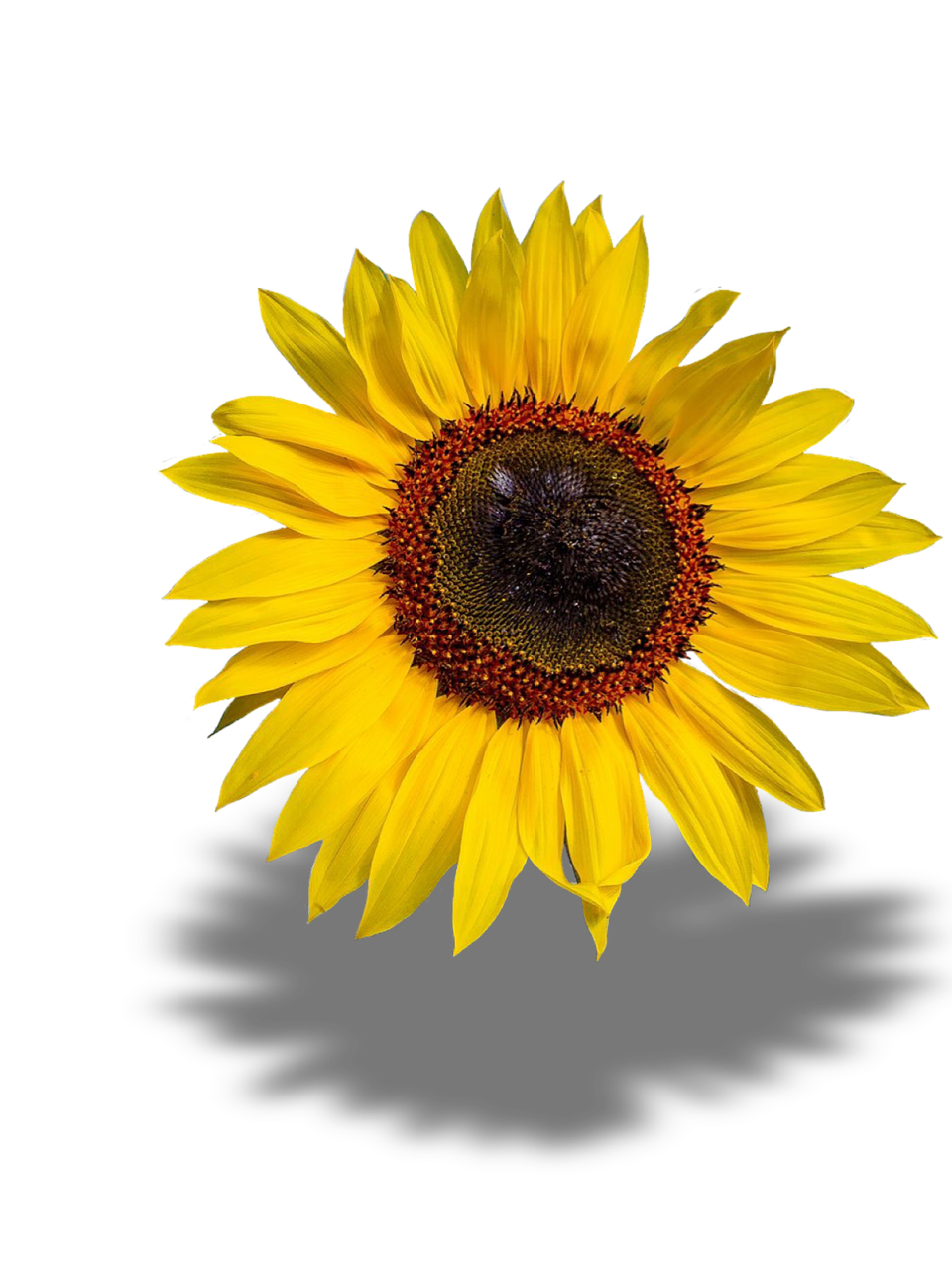 sun flower flower blossom free photo