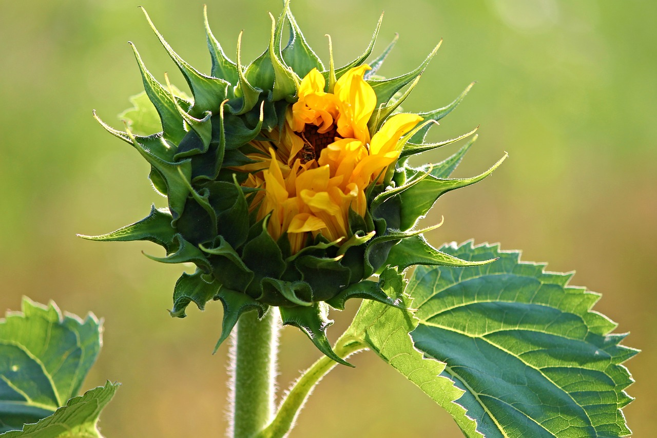 sun flower bud blossom free photo