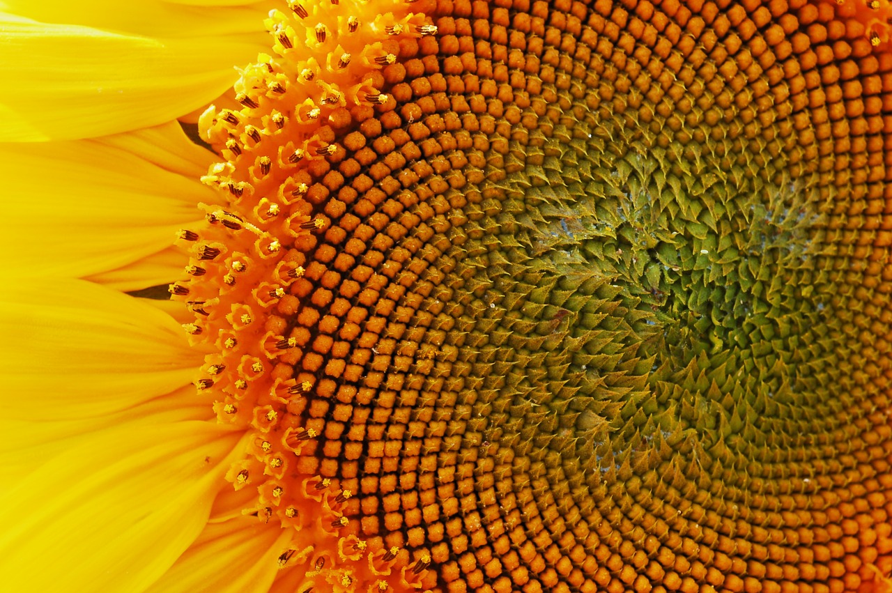 sun flower close macro free photo