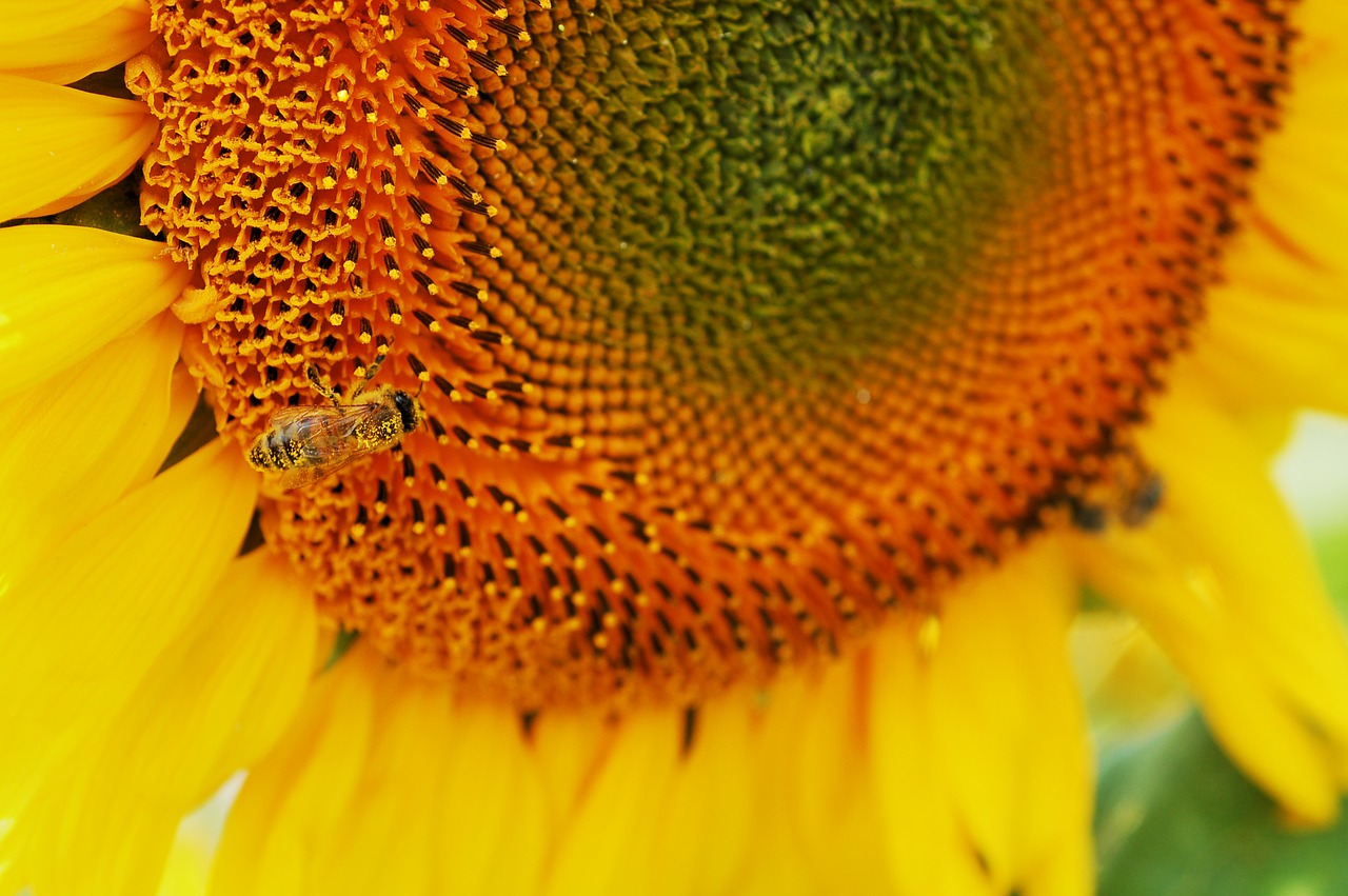 sun flower close macro free photo