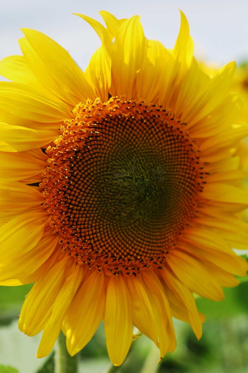 sun flower close macro free photo