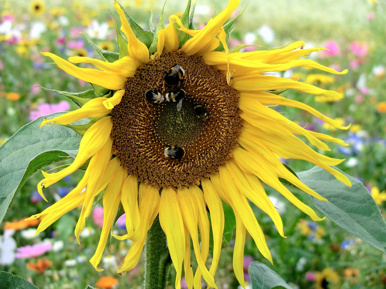 sun flower meadow hummel free photo