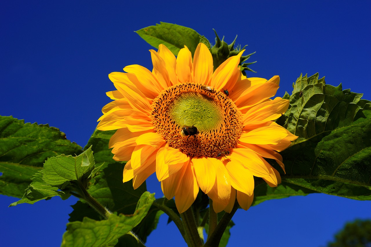 sun flower blossom bloom free photo