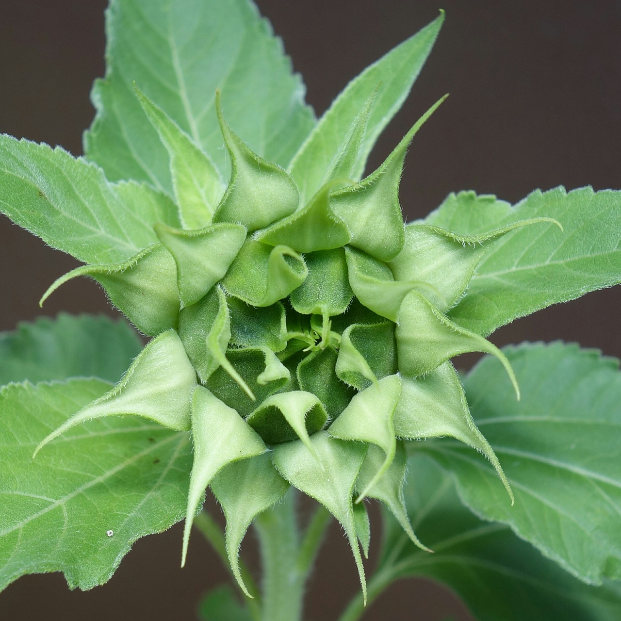 sun flower bud blossom free photo