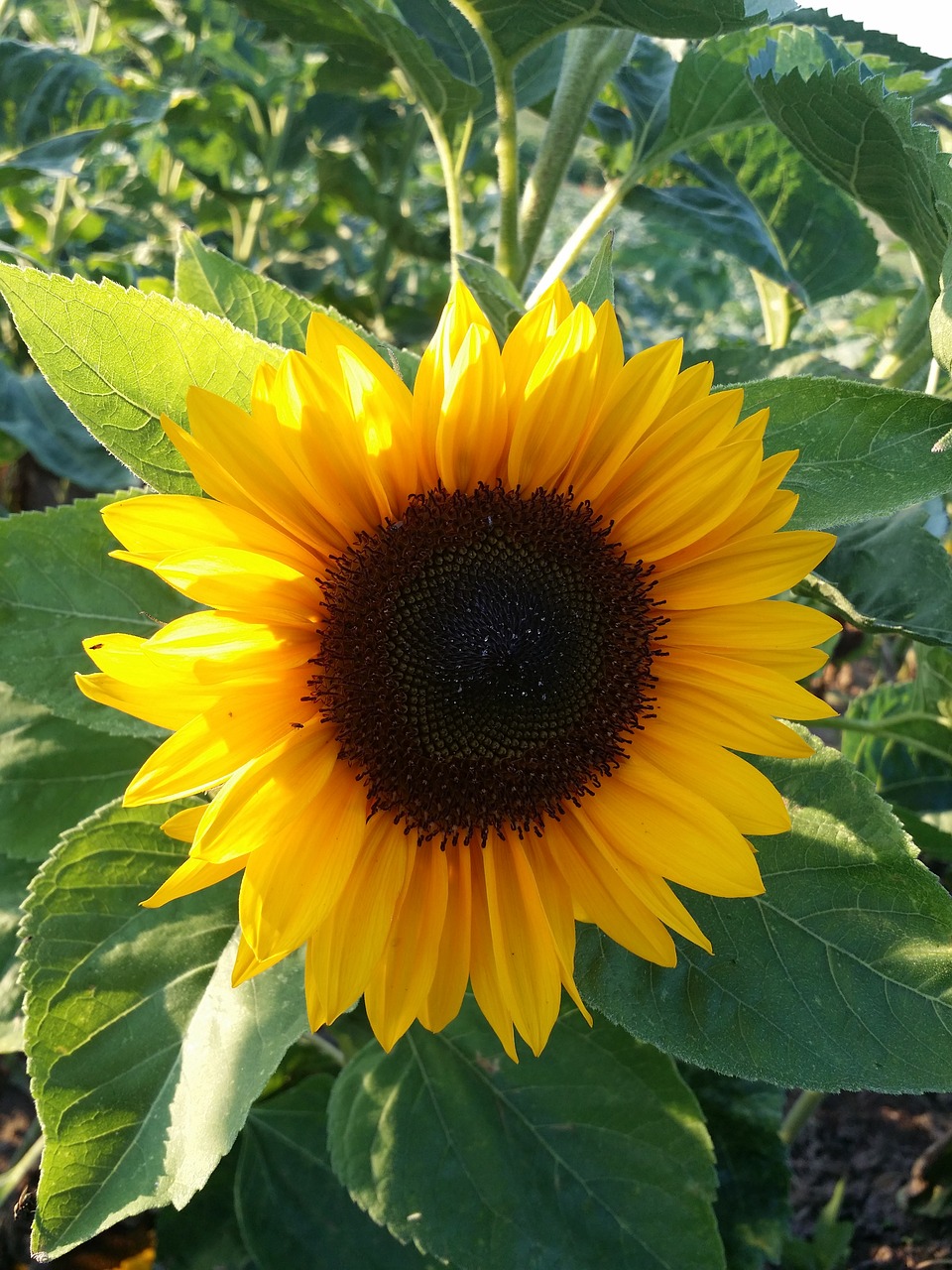 sun flower summer yellow free photo