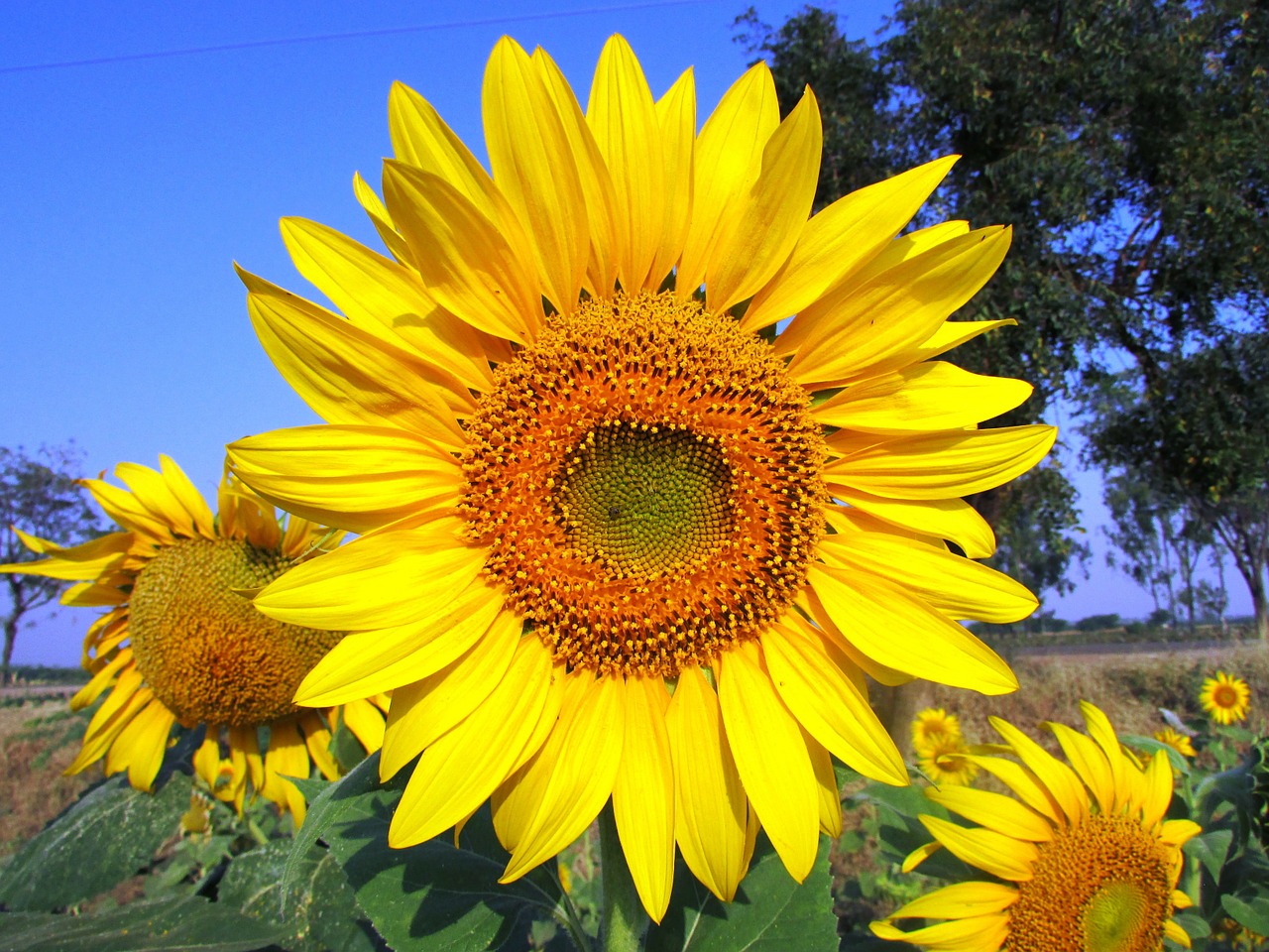 sun flower sunflower flower free photo