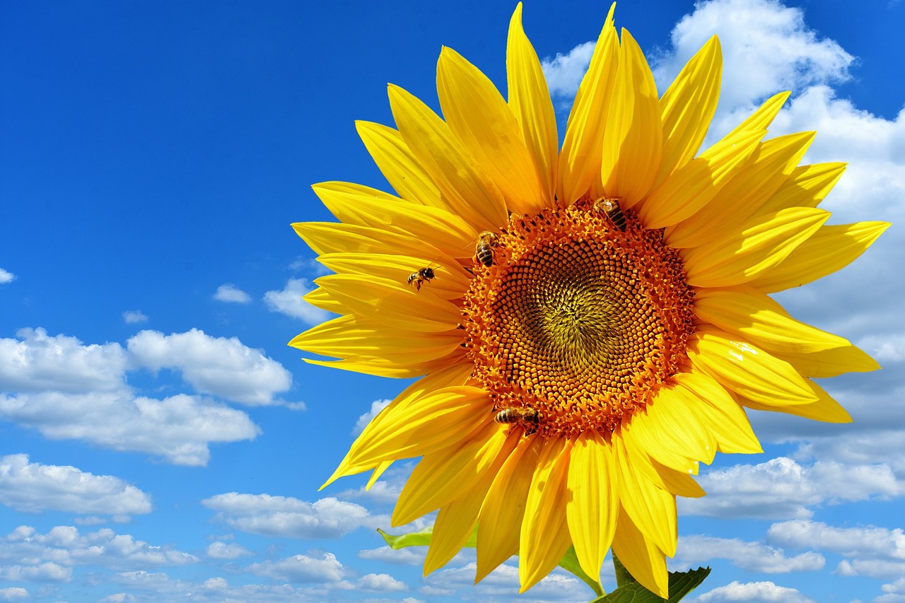 sun flower bees blue sky free photo